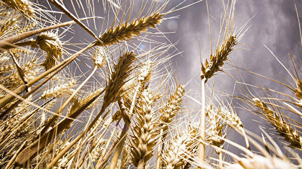 Tarım ve Orman Bakanlığı’ndan ekmeklik buğday satışına ilişkin açıklama